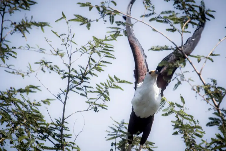 Rubondo island camp fish eagle taking off eric frank mr