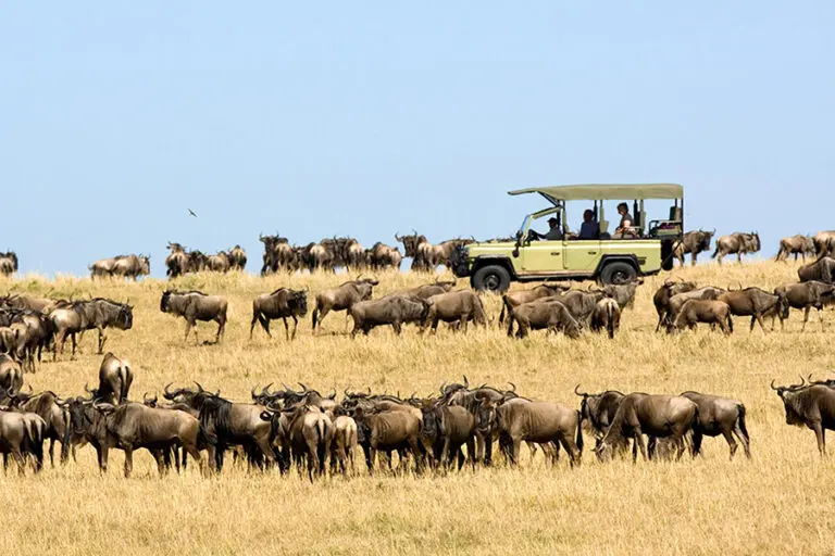 Ubuntu Camp Wildebeest migration game drive