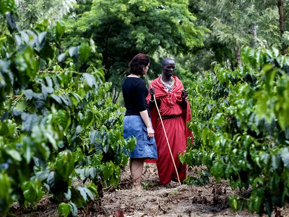 Ngorongoro coffee plantation