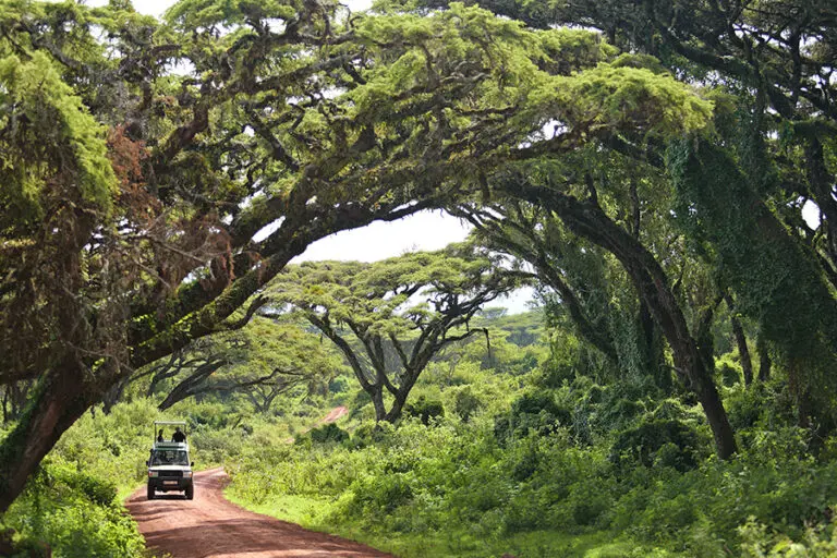 TheHighlandsNgorongoro Activity GameDrive