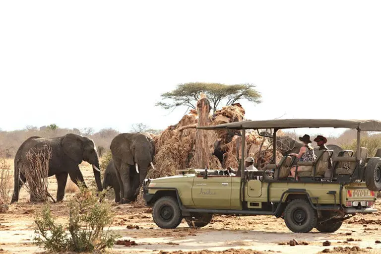 Jabali elephant baobab upclose 1 1