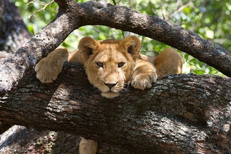 Tree climbing lions safari game drive andBeyond Lake Manyara Tree Lodge Tanzania