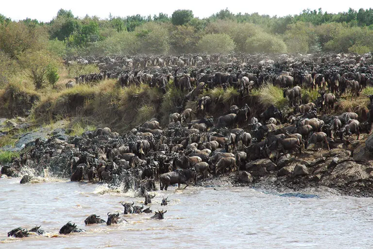 Migration river crossing kogatende andBeyond Serengeti Under Canvas