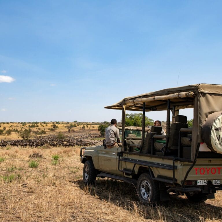 Nyikani Camp fb game drive migration