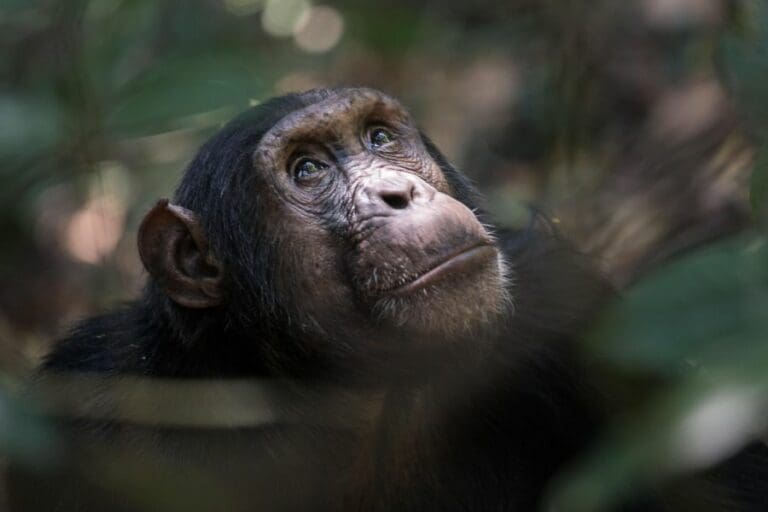 Mbali Mbali Mahale chimp