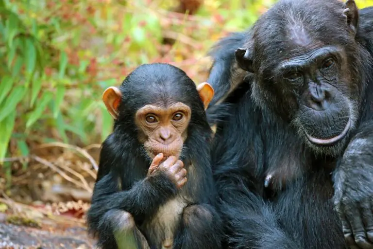 Mbali Mbali Mahale chimps