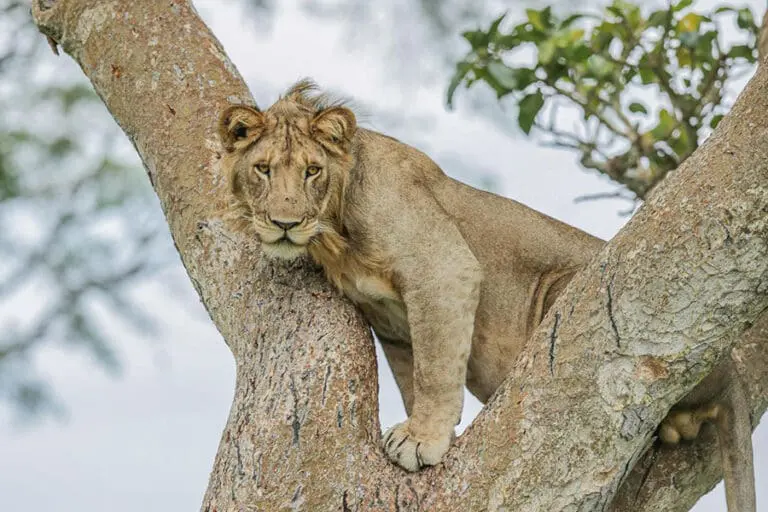 Kyambura Gorge Lodge 1 1