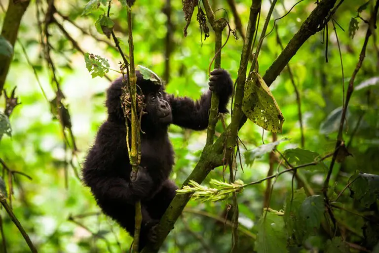 Baby gorilla jsa1