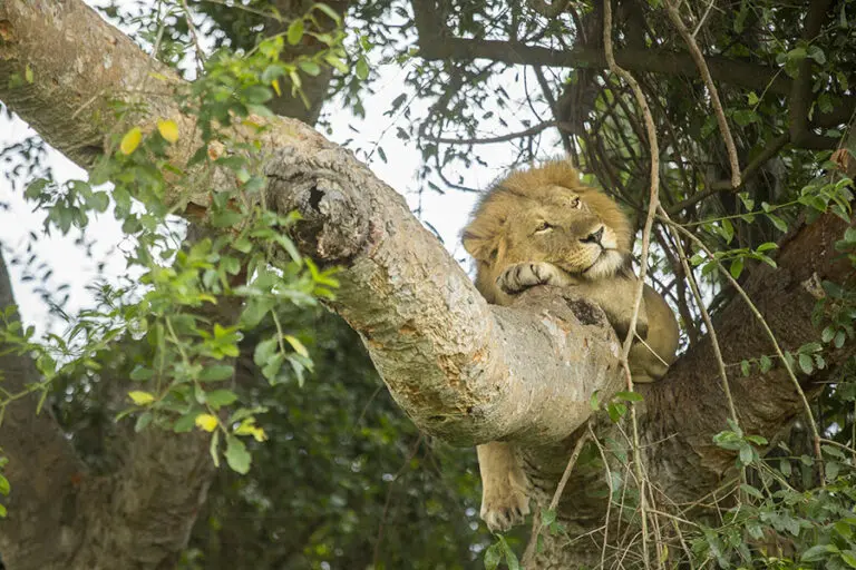 Kyambura Gorge Lodge Lion Research Safari Tree Climbing Lions