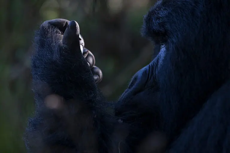 32 MGH Gorilla BBP AH1I3806
