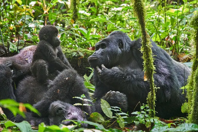 Nkuringo Bwindi Gorilla Lodge The Nkuringo Gorilla Family