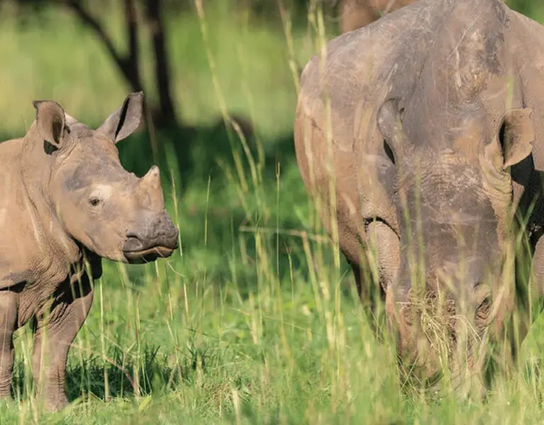 Nile Safari Lodge Murchison Falls Uganda murchison falls NP2 fb