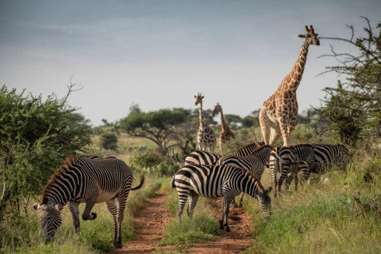 Loisaba Wildlife Reticulated Giraffe Burchells Zebra