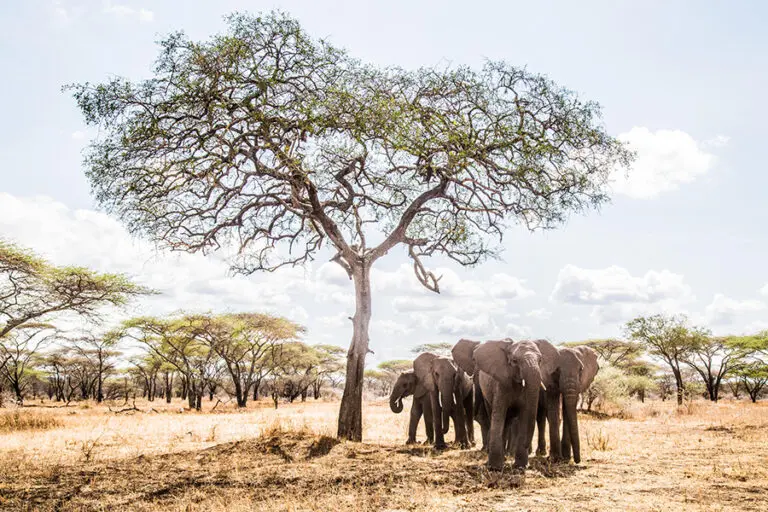 Mwiba Lodge Wildlife