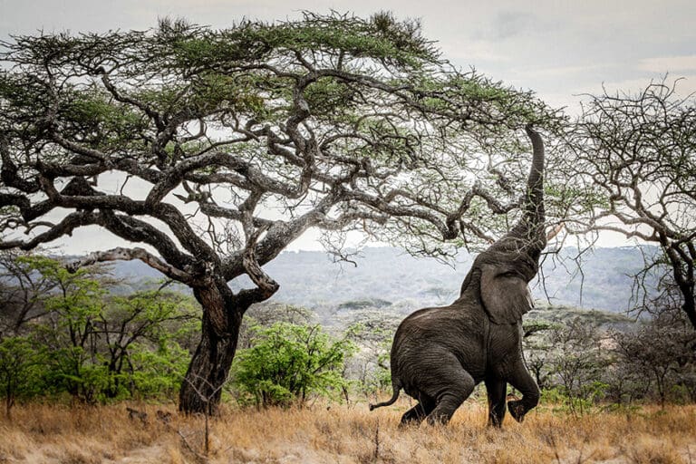 LMwiba Lodge egendary expeditions mwiba experiences wildlife scott ramsay13