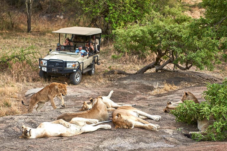 Mwiba Lodge game drive