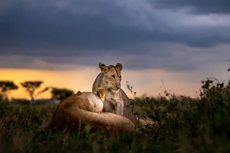 Singita Grumeti Wildlife