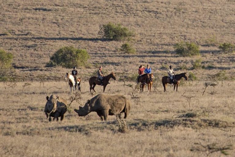 Rhinos and horses