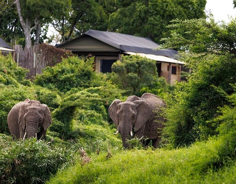 Ishara Masai Mara Kenya elephants The Camp