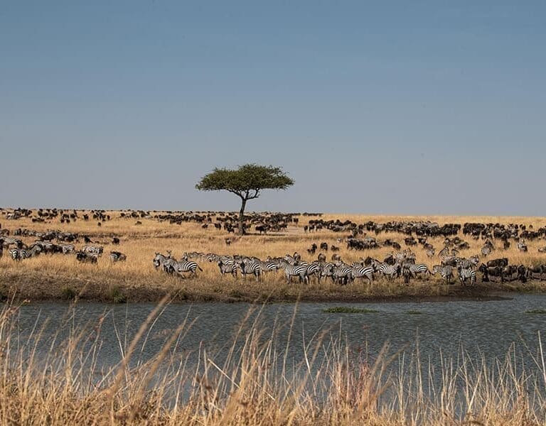 Ishara Masai Mara Kenya game viewing