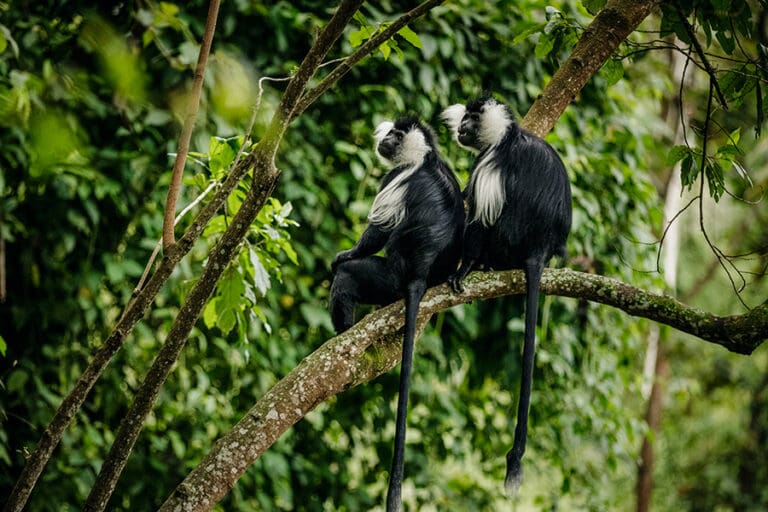 OneOnlyNyungweHouse Animal ColobusMonkey