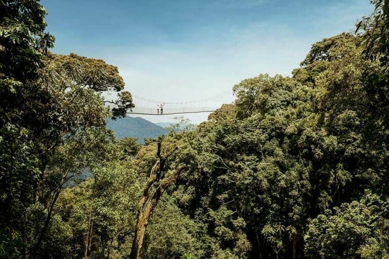 OO NyungweHouse Lifestyle Canopy Walk 0019B UPDATE MASTER 1