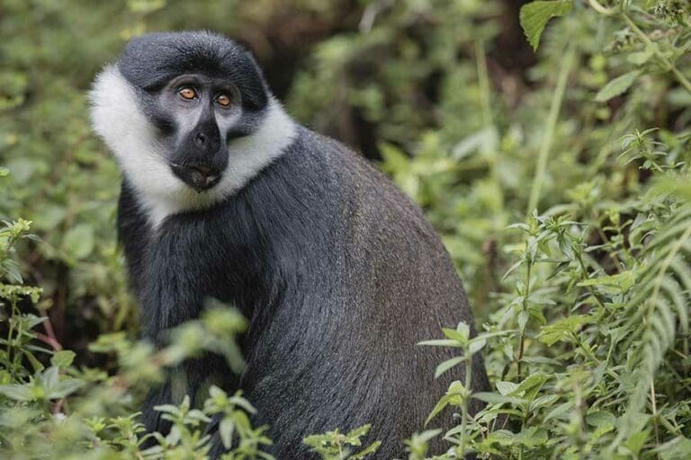 Singita kwitonda lodge monkey 3 b39i1548 1