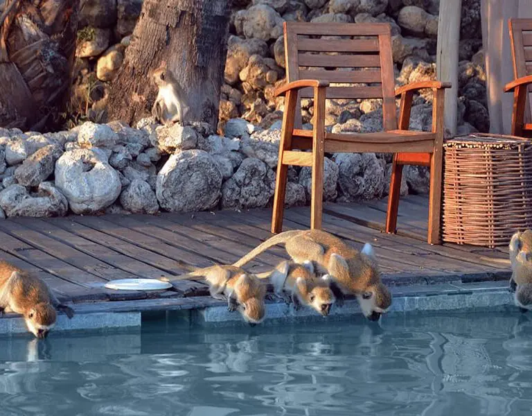 Chem Chem Lodge Pool