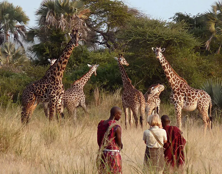 Chem Chem Lodge A Walking Safari