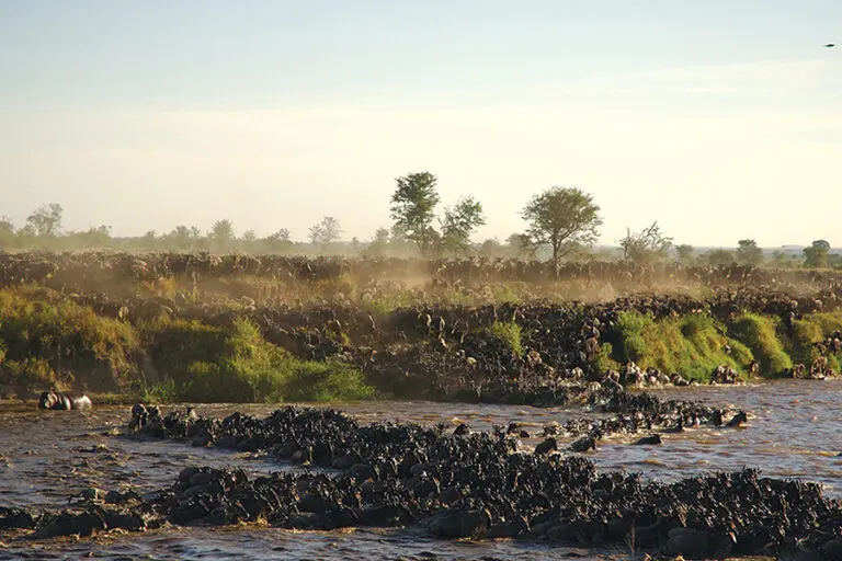 Sayari Mara River crossing 1
