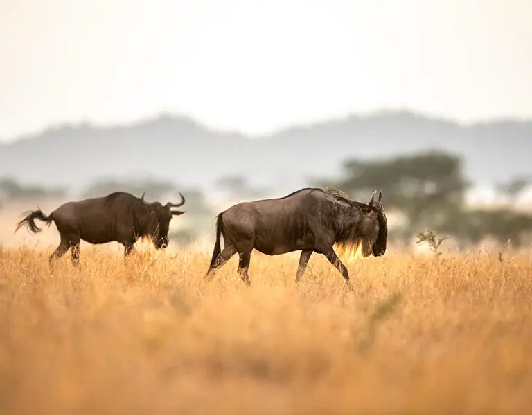 Singita Sasakwa Lodge wildlife wildebeest ross couper 2