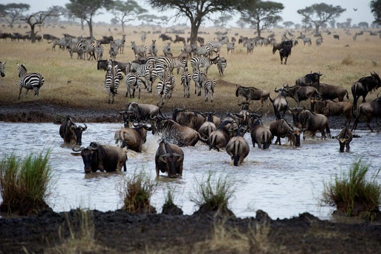 Singita mara river wildlife2