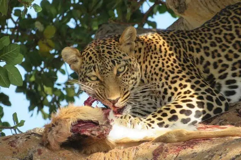 Lemala Mpingo Ridge Lodge leopard 11