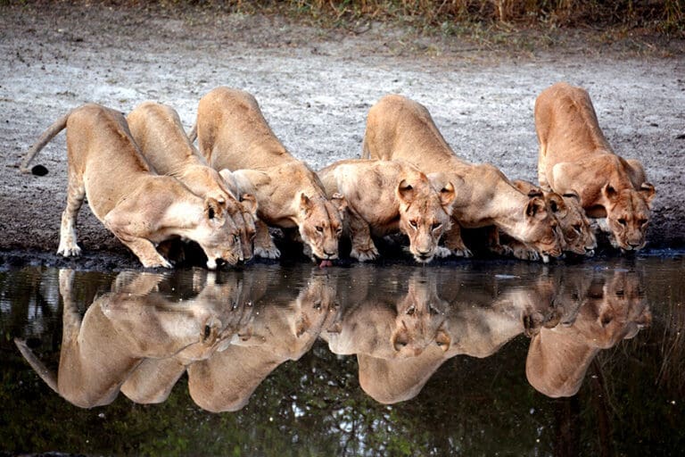 Wildlife