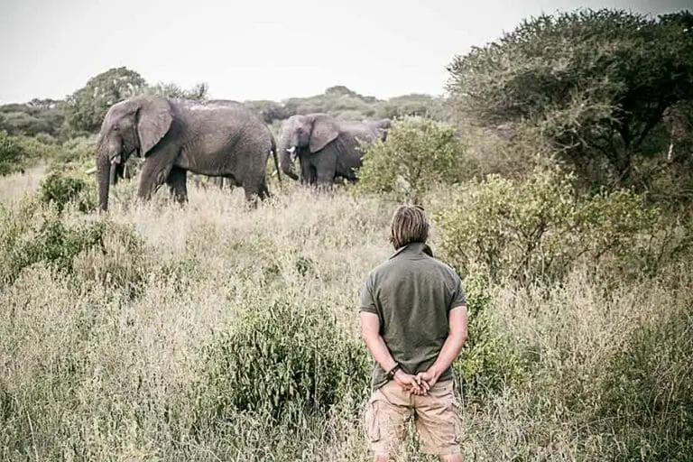 Walking Safaris