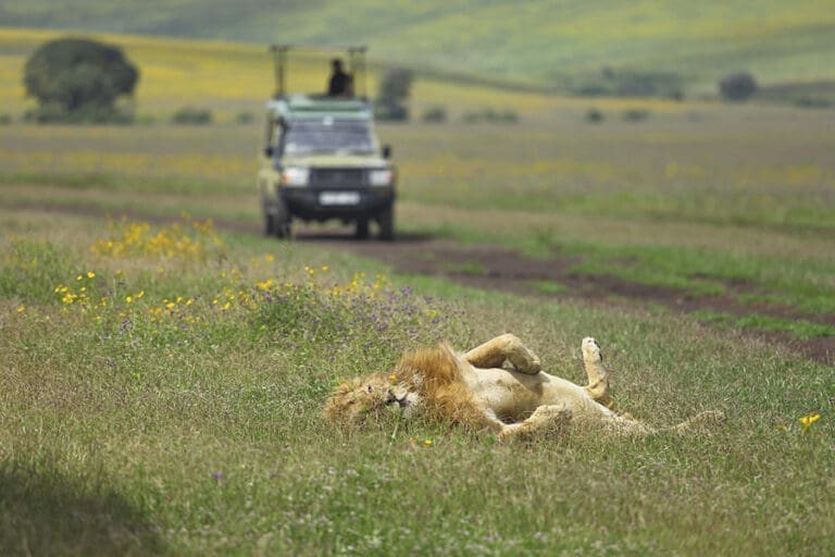 The highlands lion in ngorongoro1