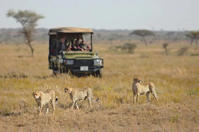 Wetu namiri plains game drive with cheetah