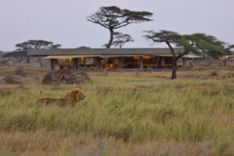 Wetu namiri plains lion with main area