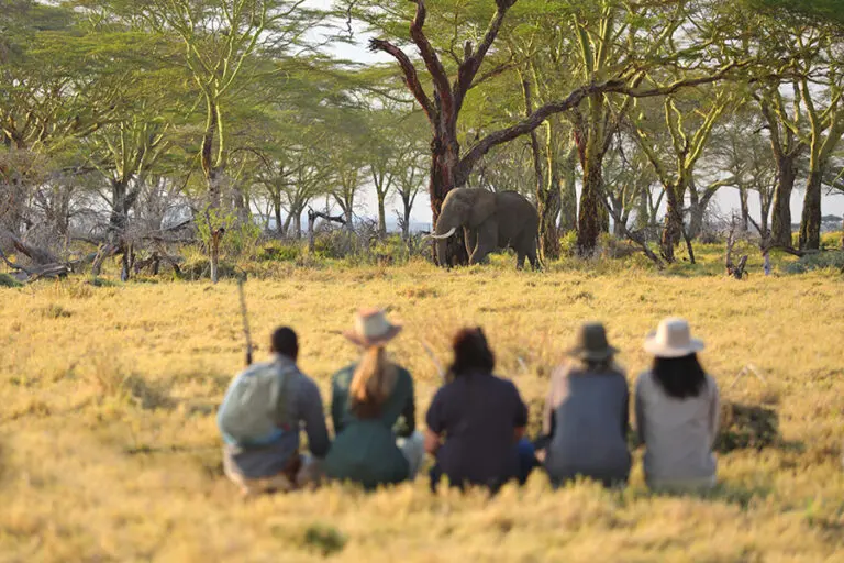 Wetu namiri plains walking with elephant