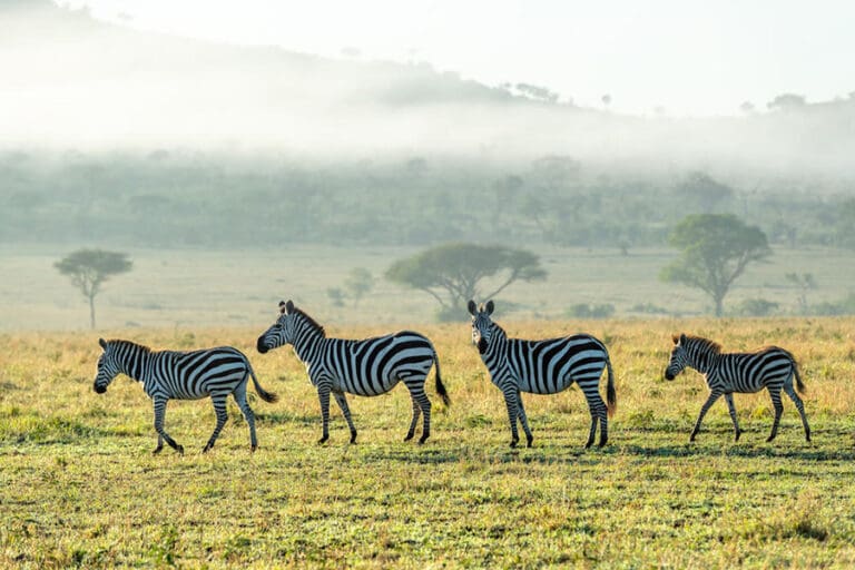 Singita Sabora Tented Camp Landscape