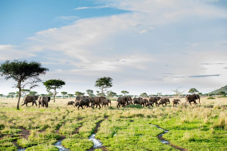 Singita Sabora Tented Camp Wildlife 1