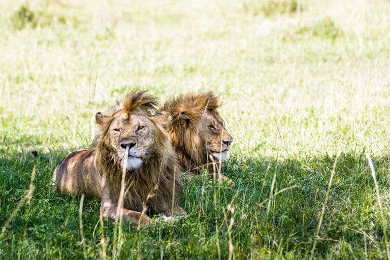 Singita Sabora Tented Camp Wildlife