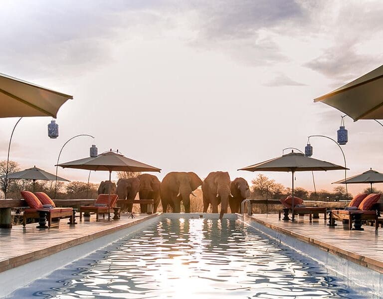 Elephants at the far end of the pool at Feline Fields Lodge