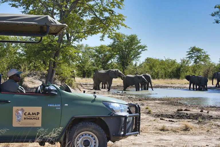 Camp Hwange game drive 1