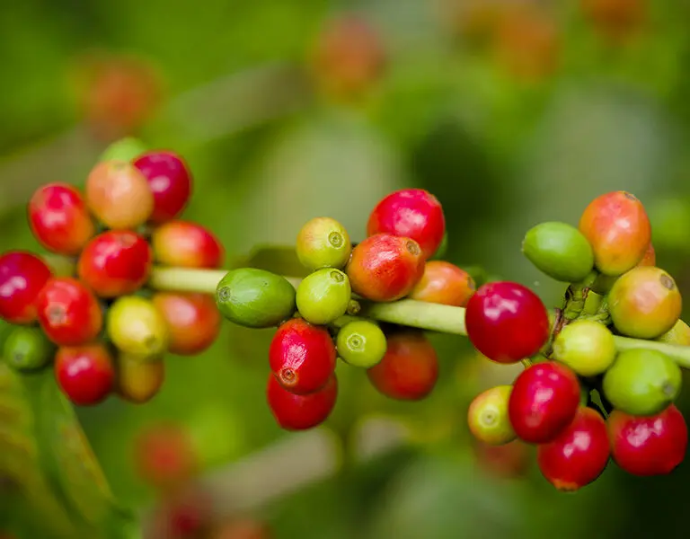 Rivertrees Country Inn Coffee 2