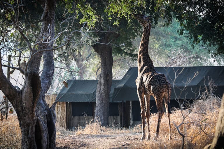 Chada Katavi exterior wildlife