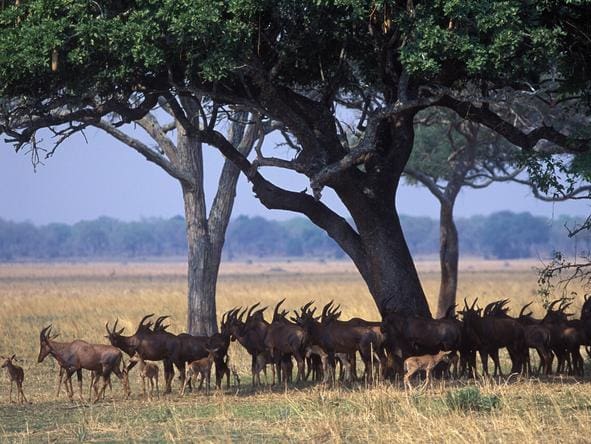 Chada Katavi wildlife