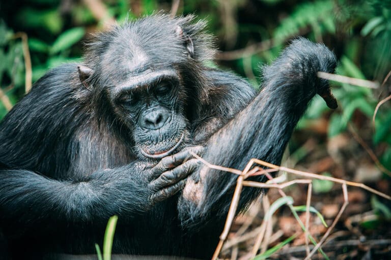 Chimpanzees