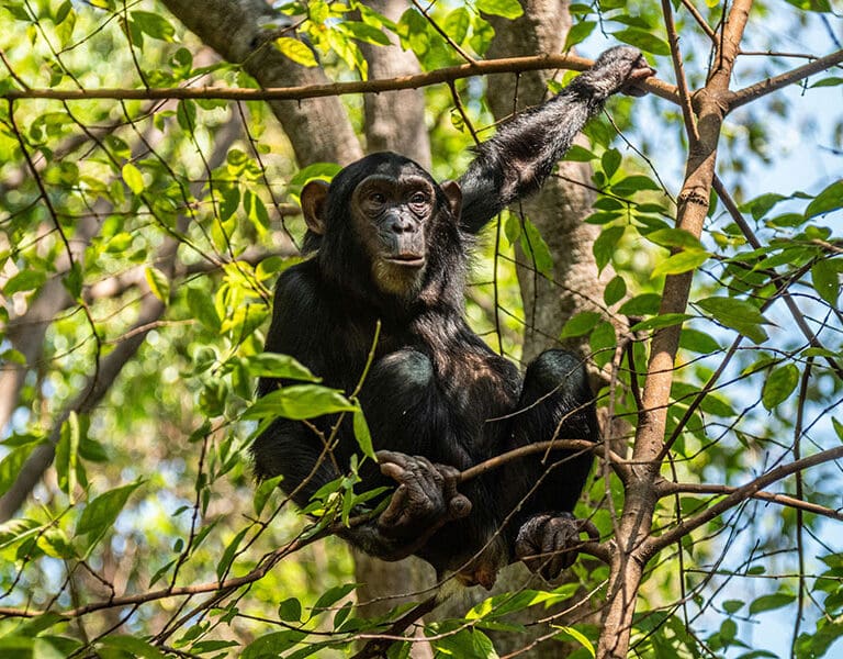 Greystoke Mahale chimp 2