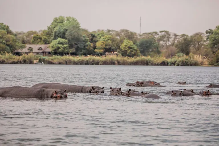 Sindabezi Island Lodge Hippos